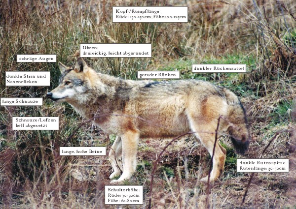 Wolfbeschreibung